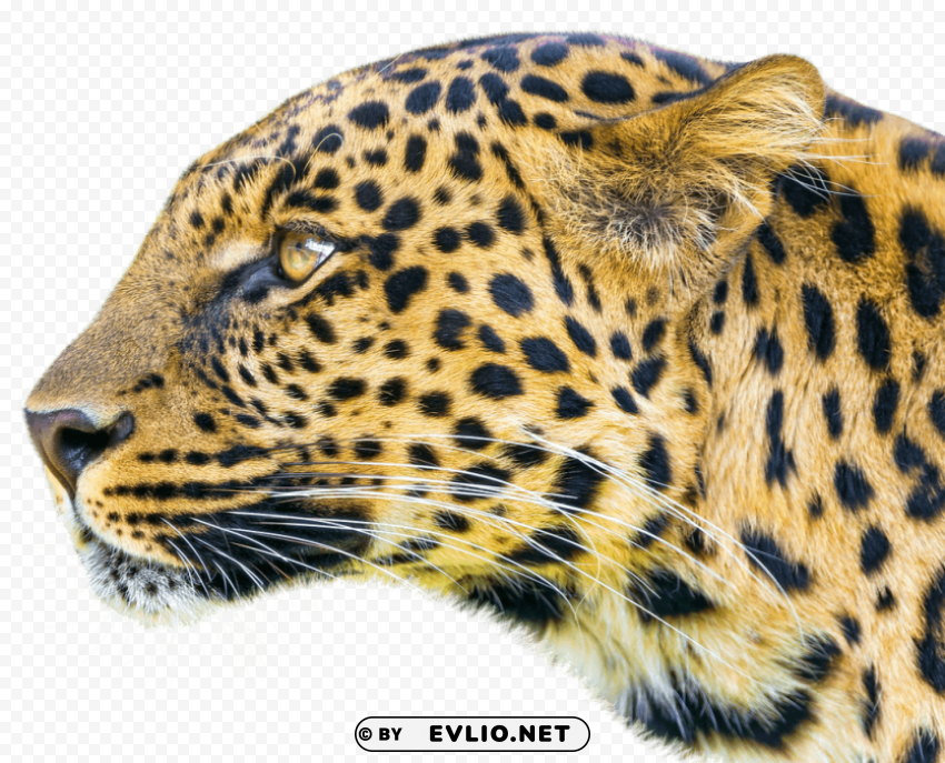 Leopard Transparent Background Isolated PNG Figure