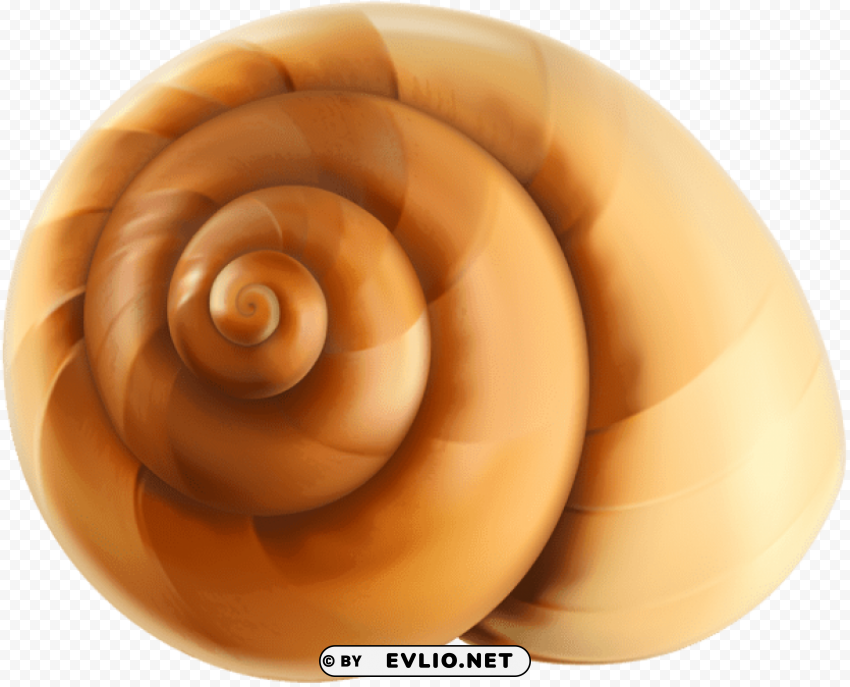 sea snail shell Transparent PNG images for digital art