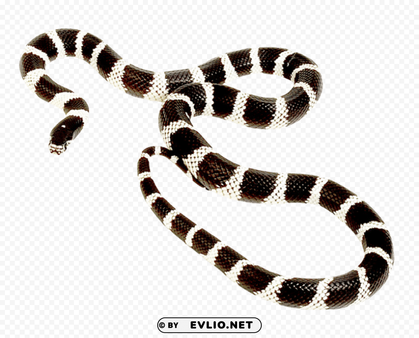 snake Free PNG download no background