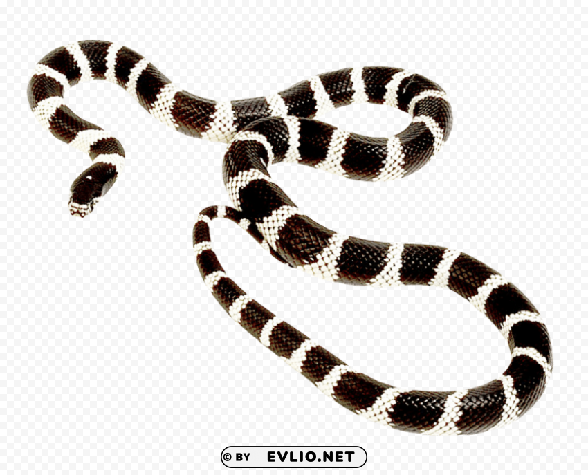 snake PNG with no background free download