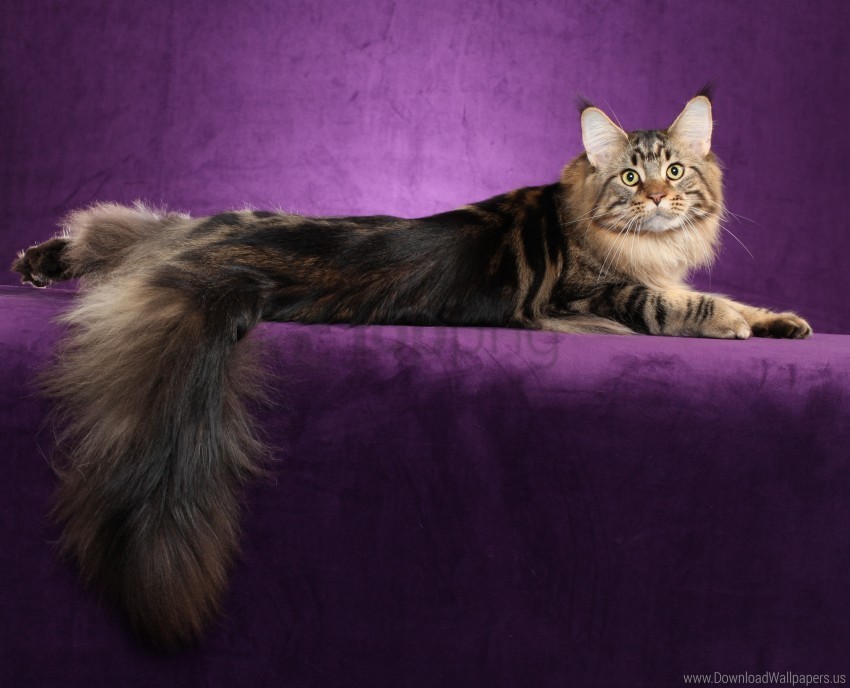 cat fluffy maine coon tail wallpaper PNG picture
