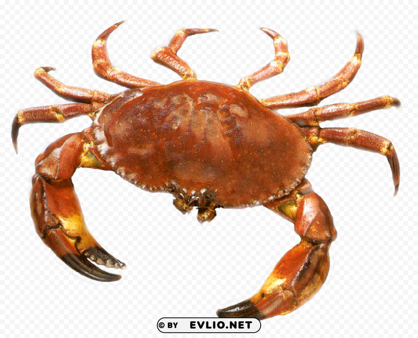 crab Isolated Artwork on Clear Transparent PNG