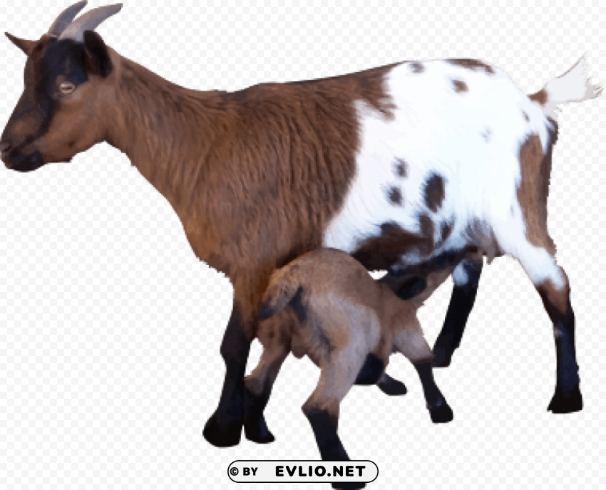 goat High-resolution transparent PNG images comprehensive assortment