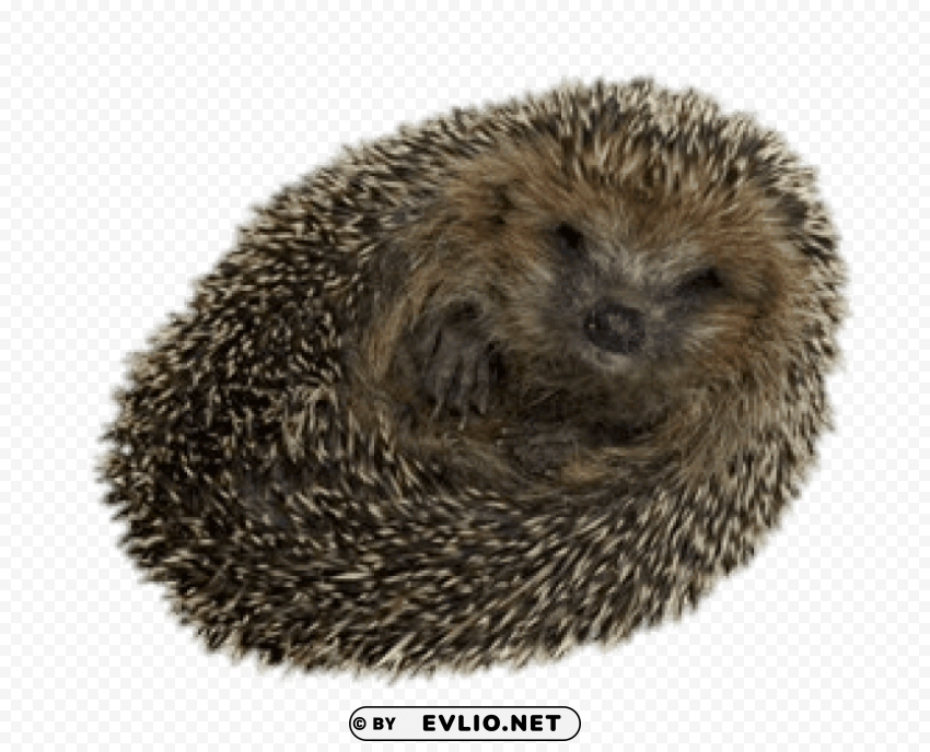 hedgehog rolled up PNG photo without watermark