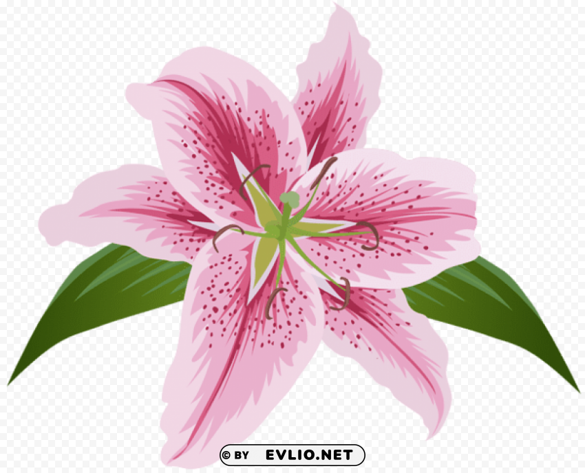 lilium flower pink transparent ClearCut Background PNG Isolated Item