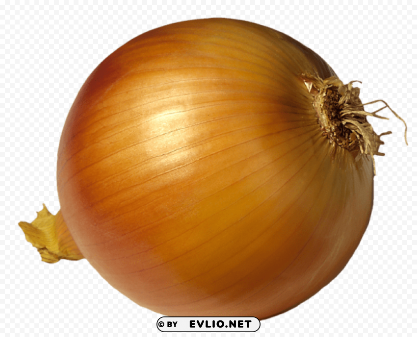 onion picutre PNG images with no background free download