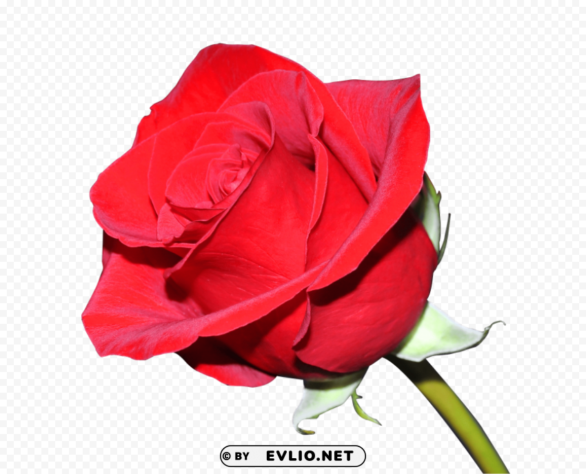 rose PNG images with transparent backdrop