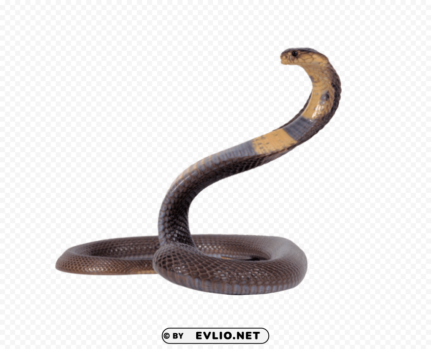 snake PNG with transparent overlay