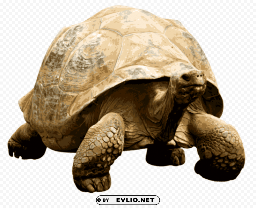 giant tortoise Isolated Subject in HighQuality Transparent PNG
