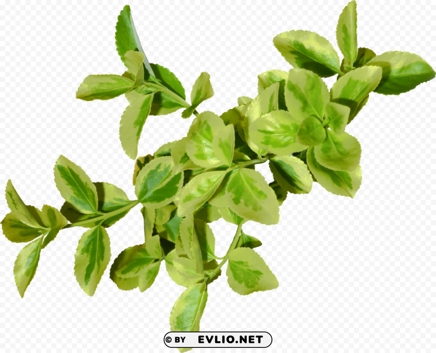 green leaves HighResolution PNG Isolated Illustration