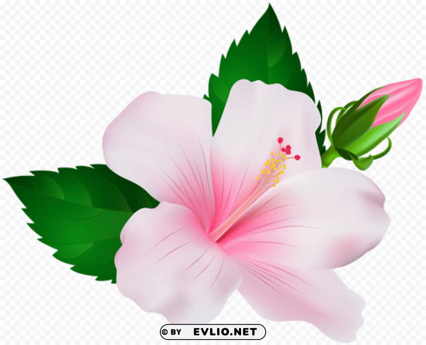 hibiscus Isolated Item on Transparent PNG