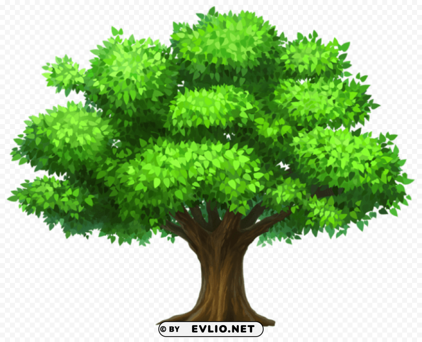 oack treepicture Transparent PNG Illustration with Isolation