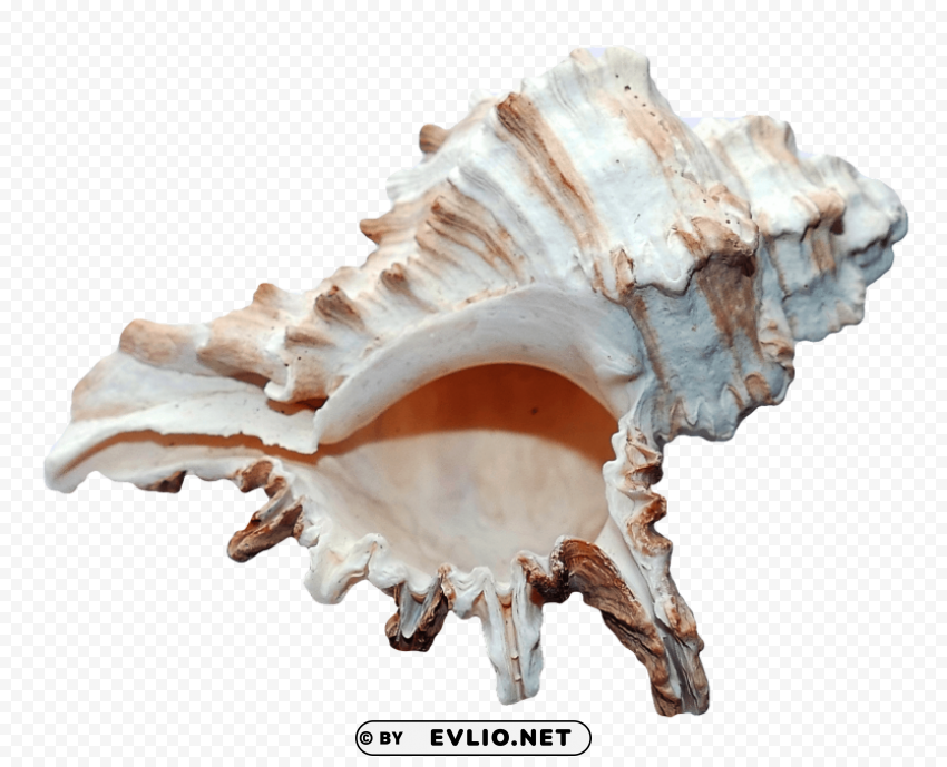 Ocean Sea Shell Transparent PNG Isolated Graphic Element
