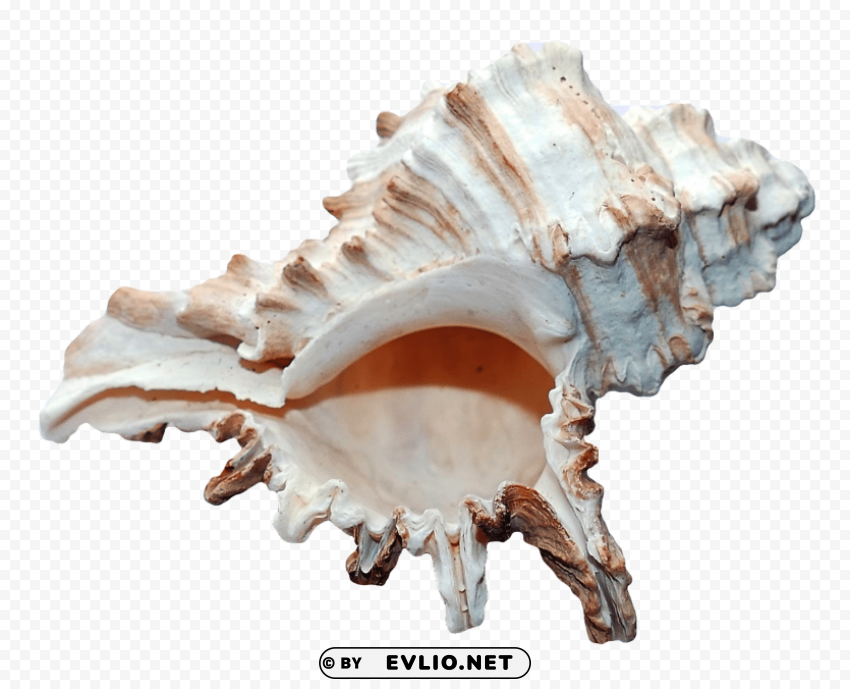 sea ocean shell Transparent Background Isolation in HighQuality PNG