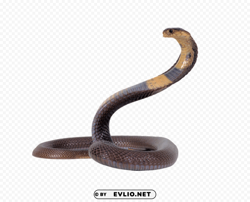 snake black Free PNG download