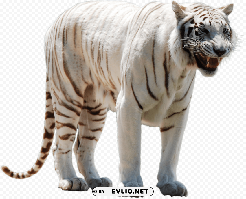 white tiger PNG images for websites