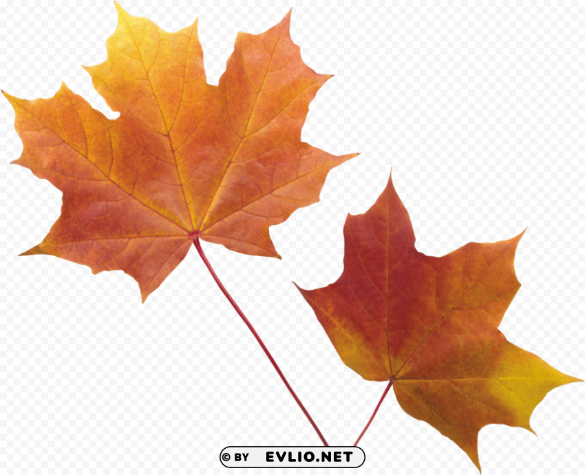 Autumn Leaf PNG Files With No Background Bundle