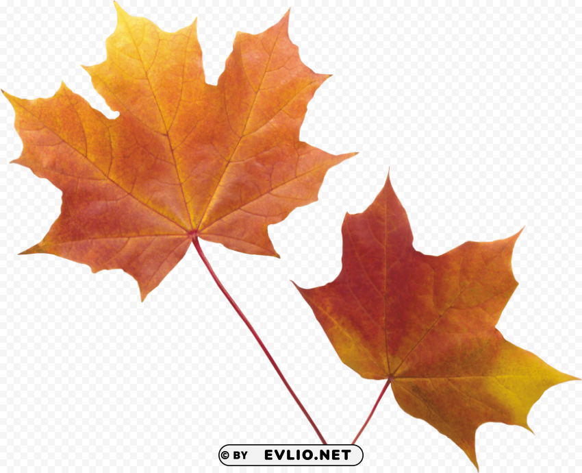 autumn leaf Transparent background PNG stock