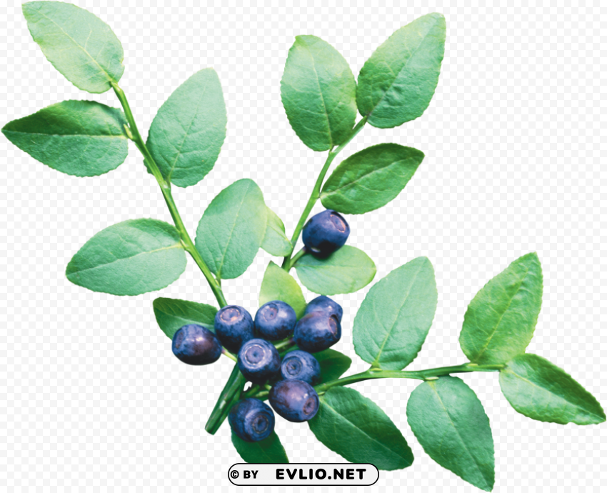 blueberries Isolated Object on Transparent Background in PNG