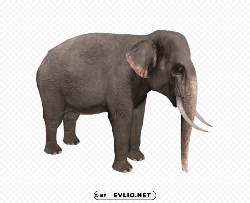 elephant PNG transparent artwork png images background - Image ID f51b0c6c