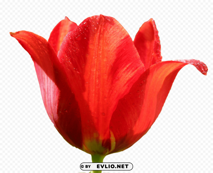 tulip High-resolution PNG images with transparency