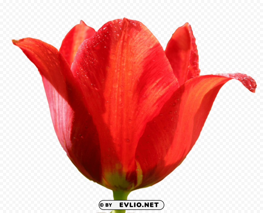 PNG image of tulip High-resolution PNG images with transparency with a clear background - Image ID 992d0c63