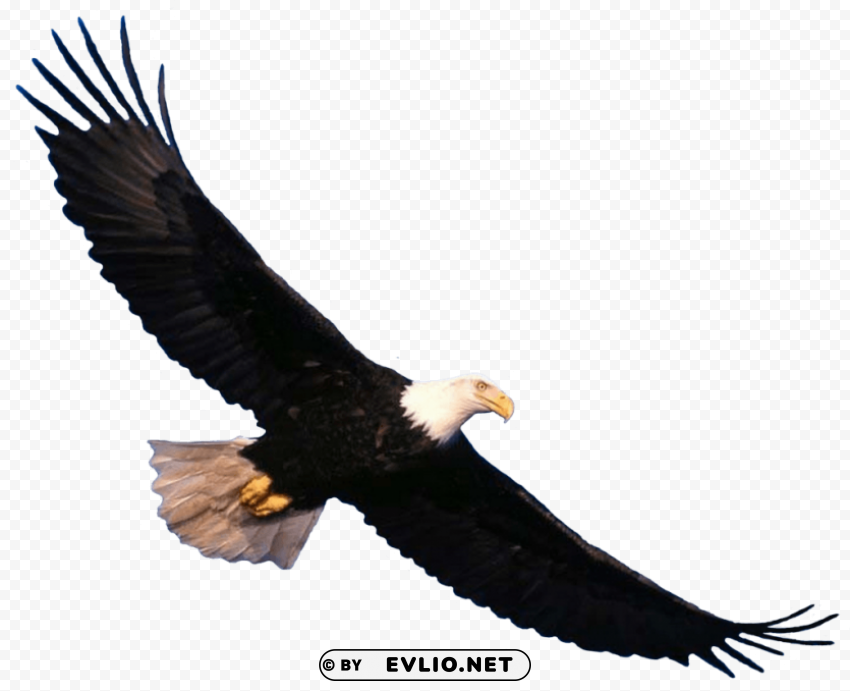 bald eagle flying PNG file with alpha