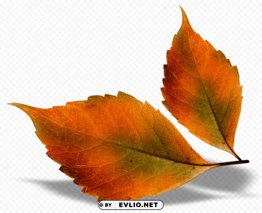 beautiful fall leaves PNG images with cutout