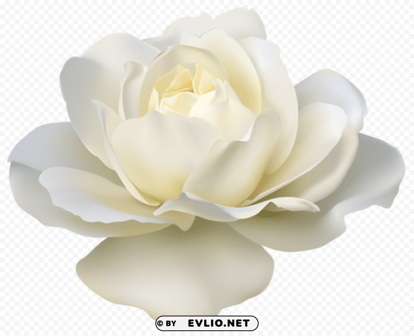 PNG image of beautiful white rose PNG images with alpha transparency diverse set with a clear background - Image ID 16f74a2f