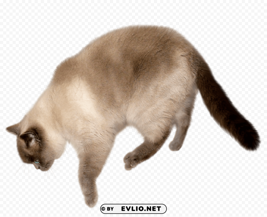 cat image Free PNG images with transparent layers compilation