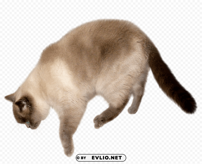 Cat Image Free PNG Images With Transparent Layers Compilation