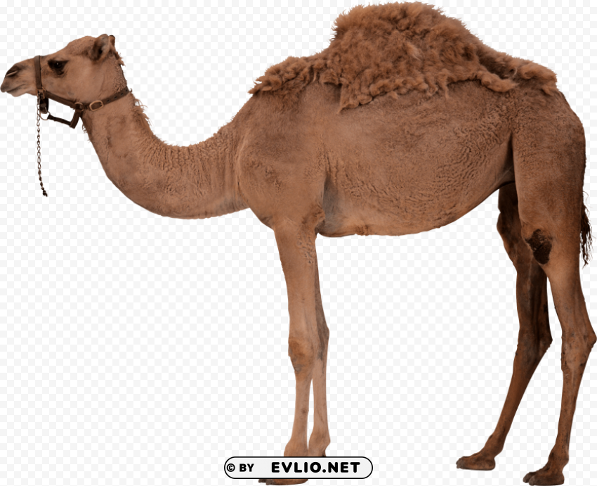 desert camel standing PNG files with clear background