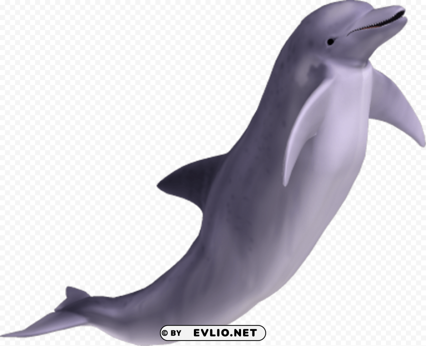 Dolphin PNG files with clear background collection