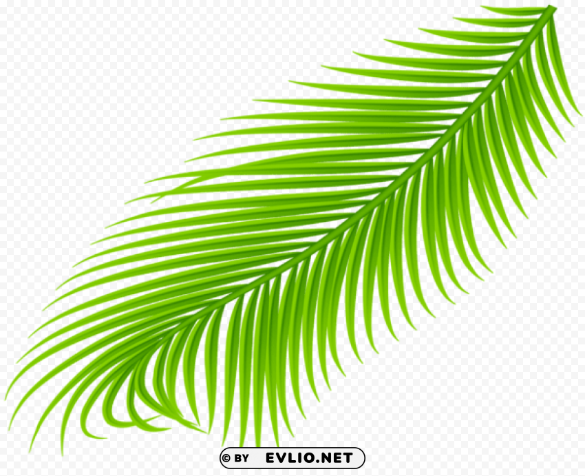 palm branch transparent PNG for use