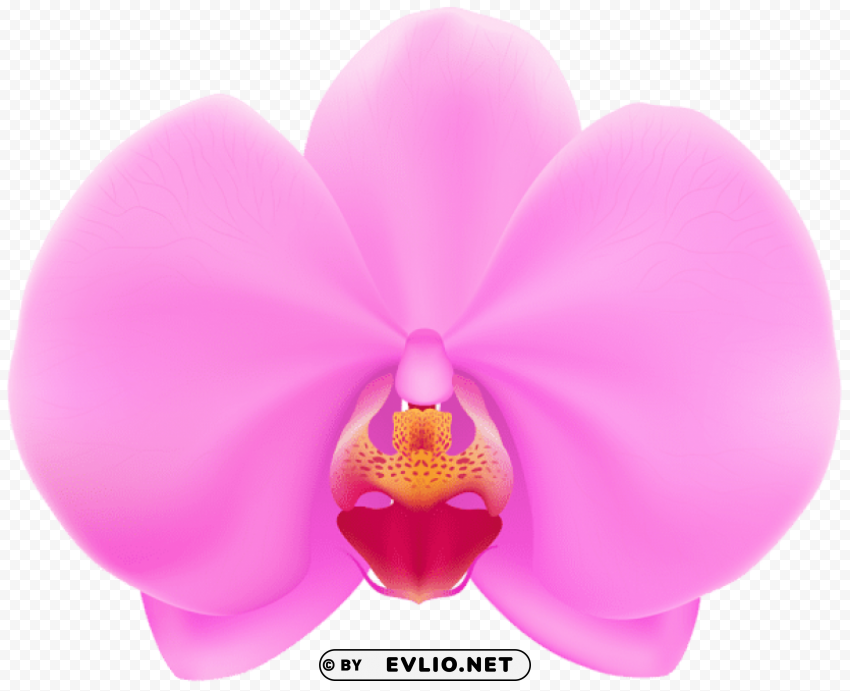 pink orchid PNG with transparent background free