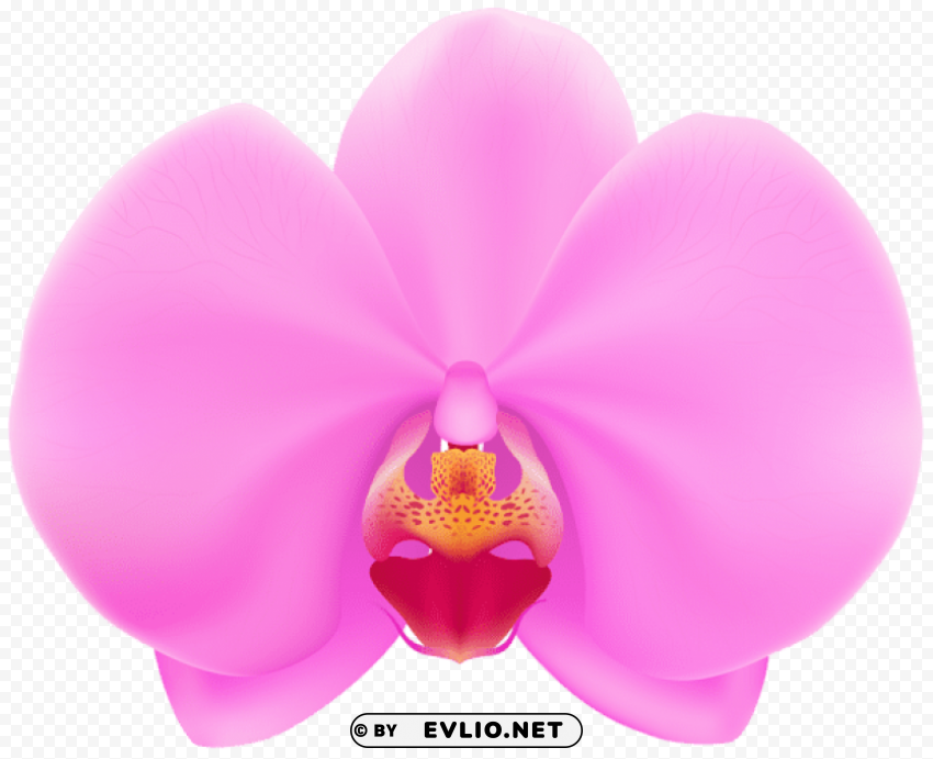 PNG image of pink orchid PNG with transparent background free with a clear background - Image ID c13ec45c