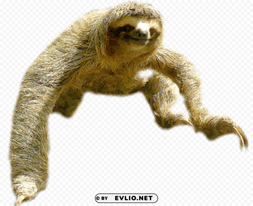 sloth jump Transparent image
