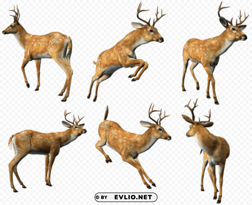 3d deers collection PNG files with no background bundle