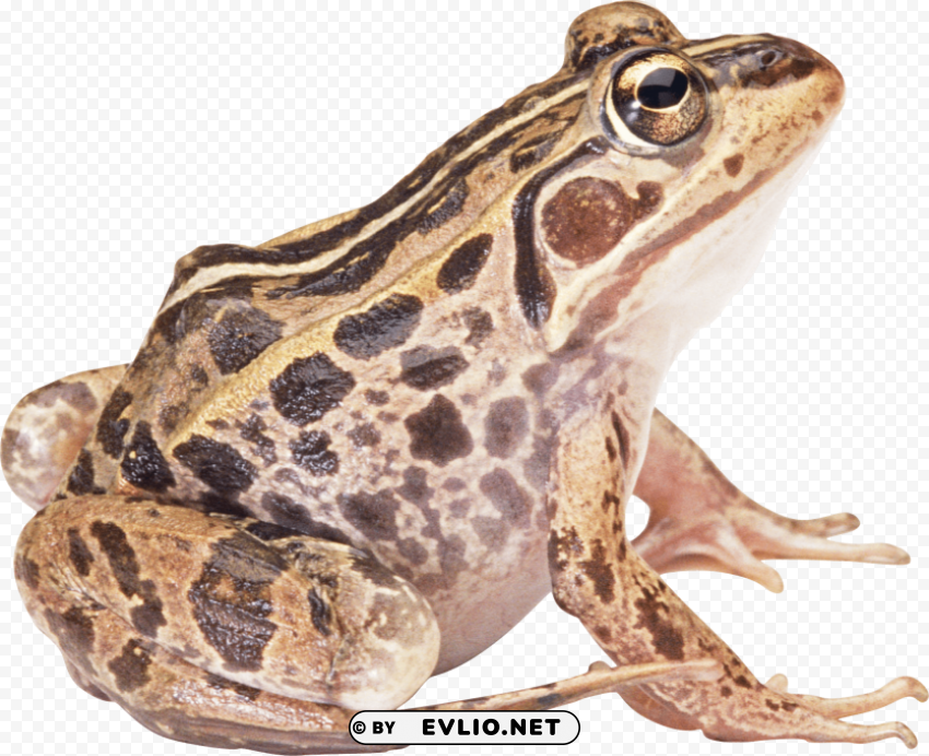 brown toad PNG files with transparent canvas collection