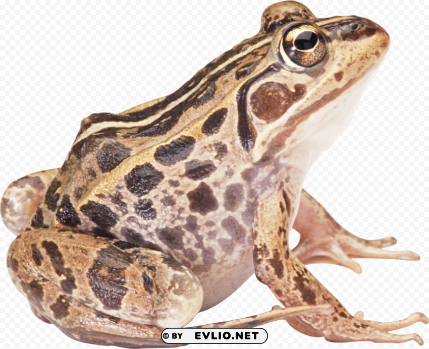 brown toad PNG images for merchandise