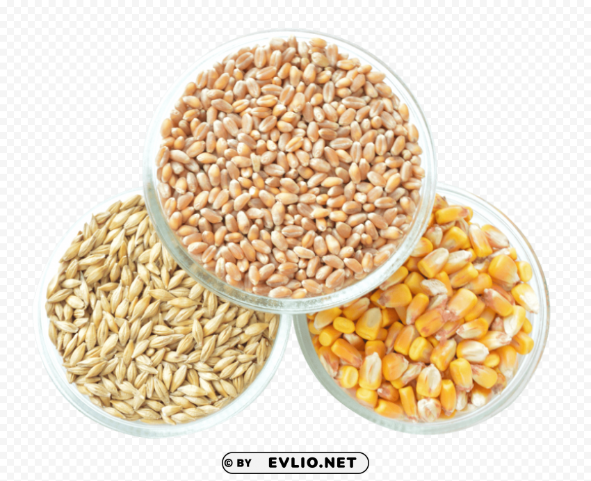 Corn PNG For Use