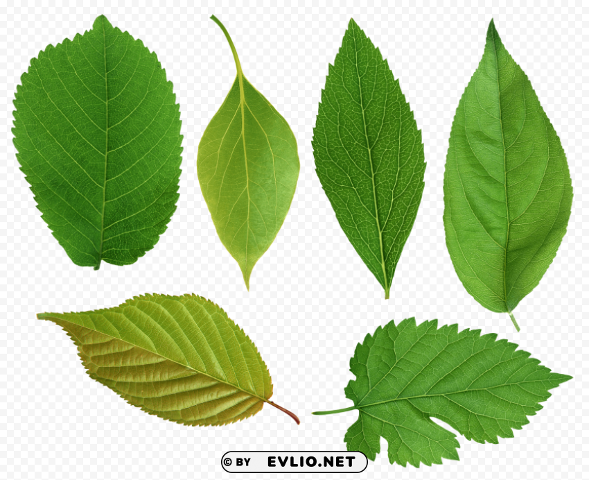 PNG image of green leaves Isolated Character in Clear Background PNG with a clear background - Image ID b3ce2351