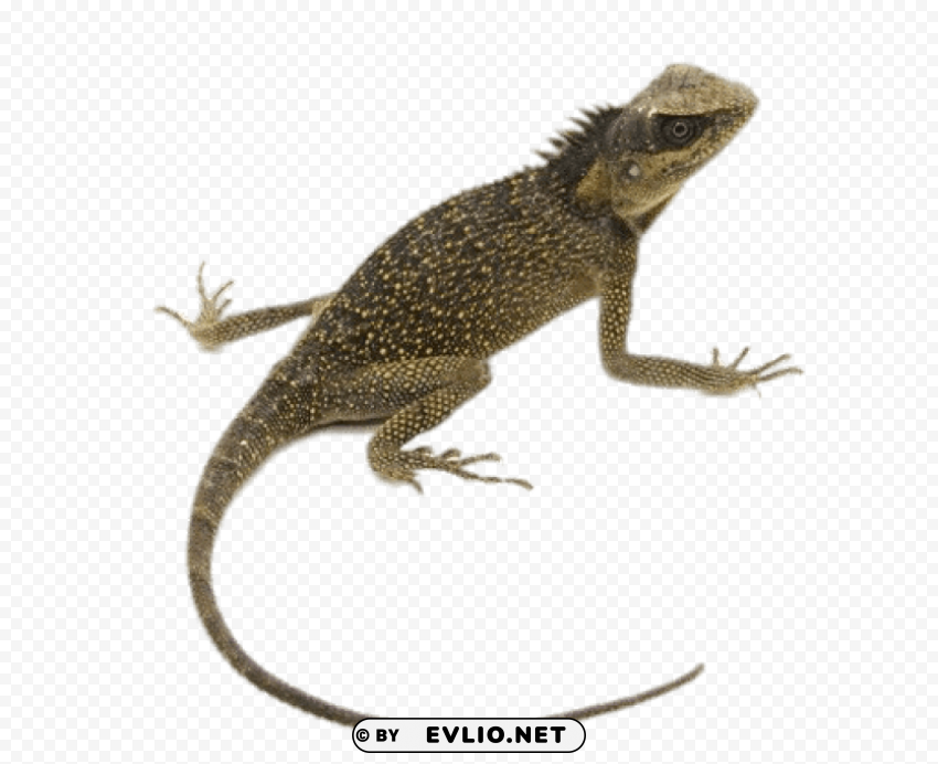 mountain horn lizard PNG Image with Isolated Graphic