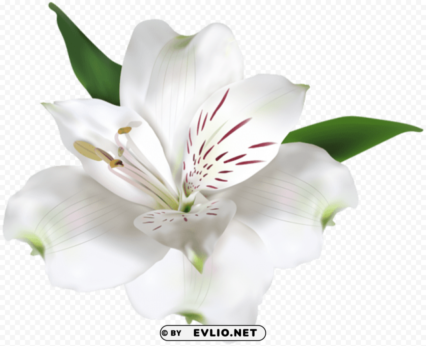 White Flower Transparent PNG Illustration With Isolation