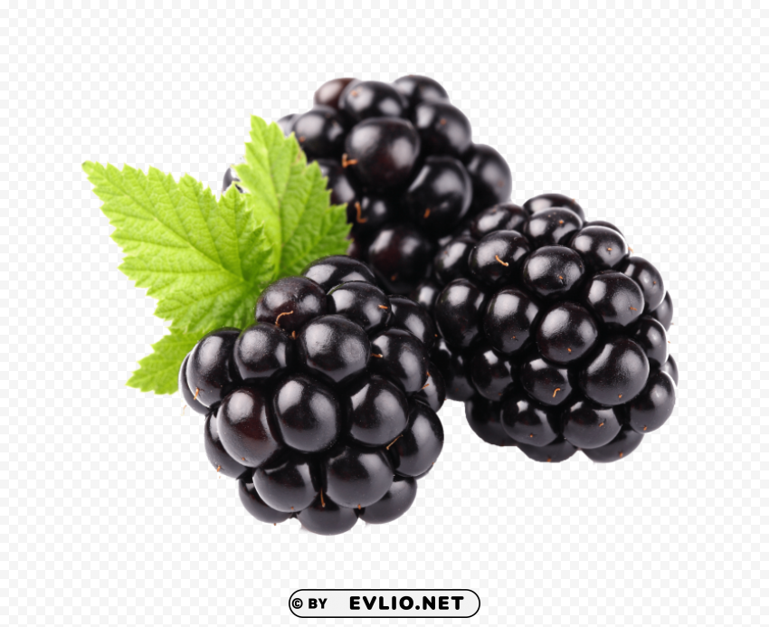 3 blackberrys Transparent PNG Isolated Graphic Design