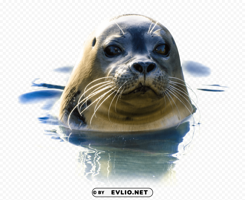 seal Clear PNG pictures assortment