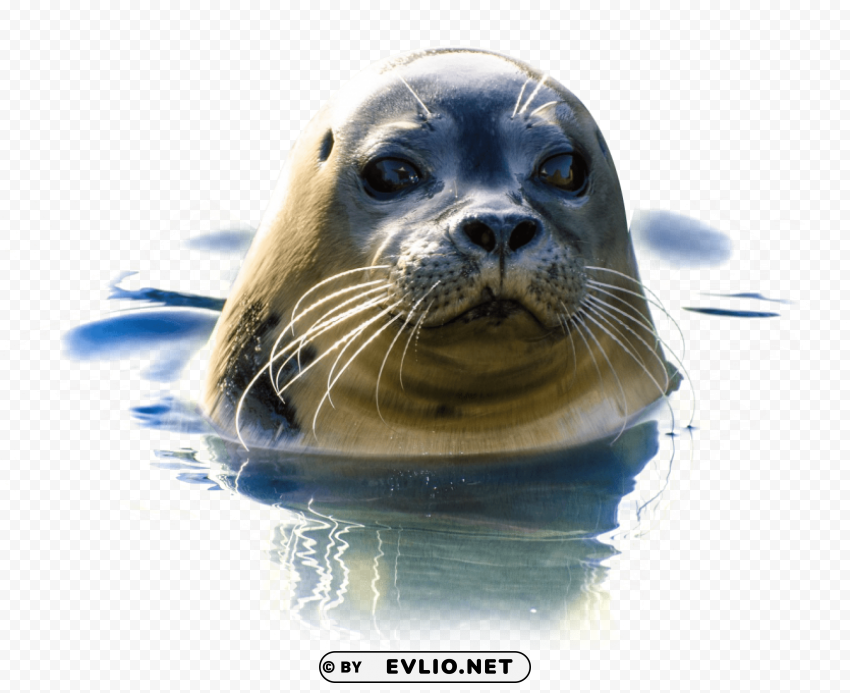 Seal Clear PNG Pictures Assortment