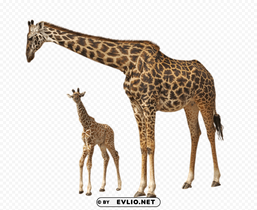 giraffe Free download PNG images with alpha channel diversity