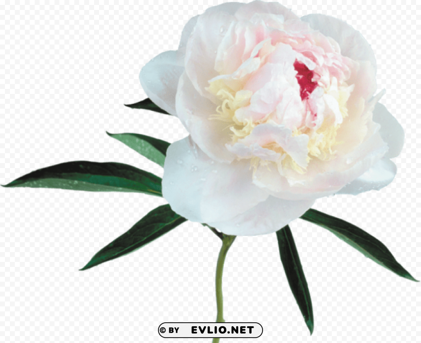 large transparent white peony PNG images with high transparency