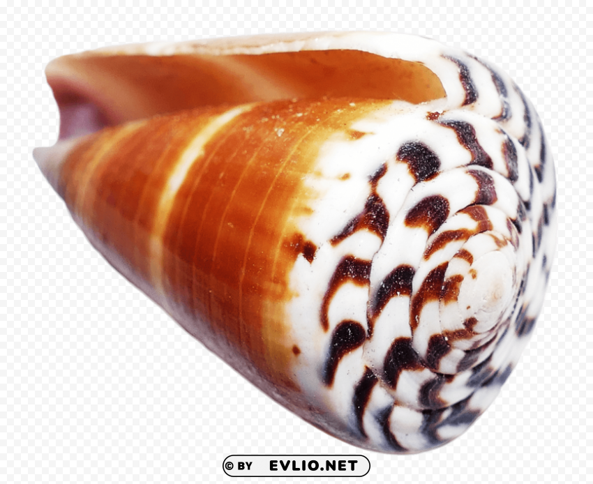 Ocean Sea Shell Transparent PNG Isolated Item with Detail